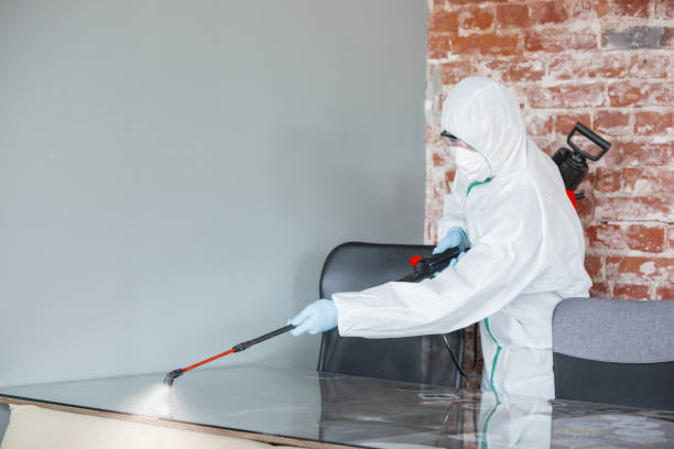 Why You Should Choose Our Mold Remediation Services in Hokendauqua, PA