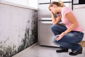 Mold Documentation for Insurance Claims in Hokendauqua, PA